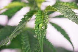 Nordic Analytical Newsletter: Moisture Content - How does moisture impact your harvest? #ColoradoCannabis #CannabisTesting #THC #Denver #Pueblo #MoistureContent #WaterActivity #Microbes #Potency https://t.co/VfzQ3a3ha0 https://t.co/hxa5WBwRY9