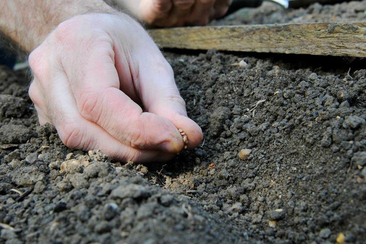 Всходы редиса. Посев семян в грунт. Росток дайкона. Когда сажать редис в открытый грунт. Редис в открытом грунте весной посадка.