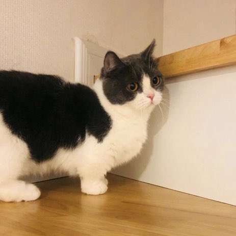 xiaozhan as jianguo: a mini thread