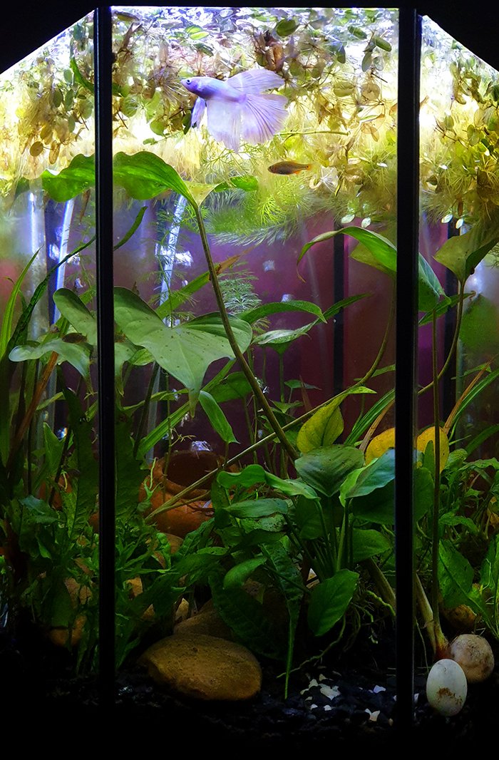 watching this tank brings me instant calm