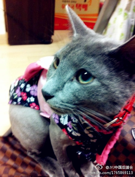 Jiji& #39;s very very spoiled by fans
