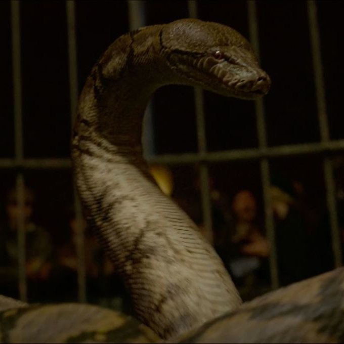 Крестраж змея нагайна. Нагайна змея рикки тикки тави. Кобра нагайна рикки тикки. Нагайна из рикки тикки. Кто такие нак и нагайна.