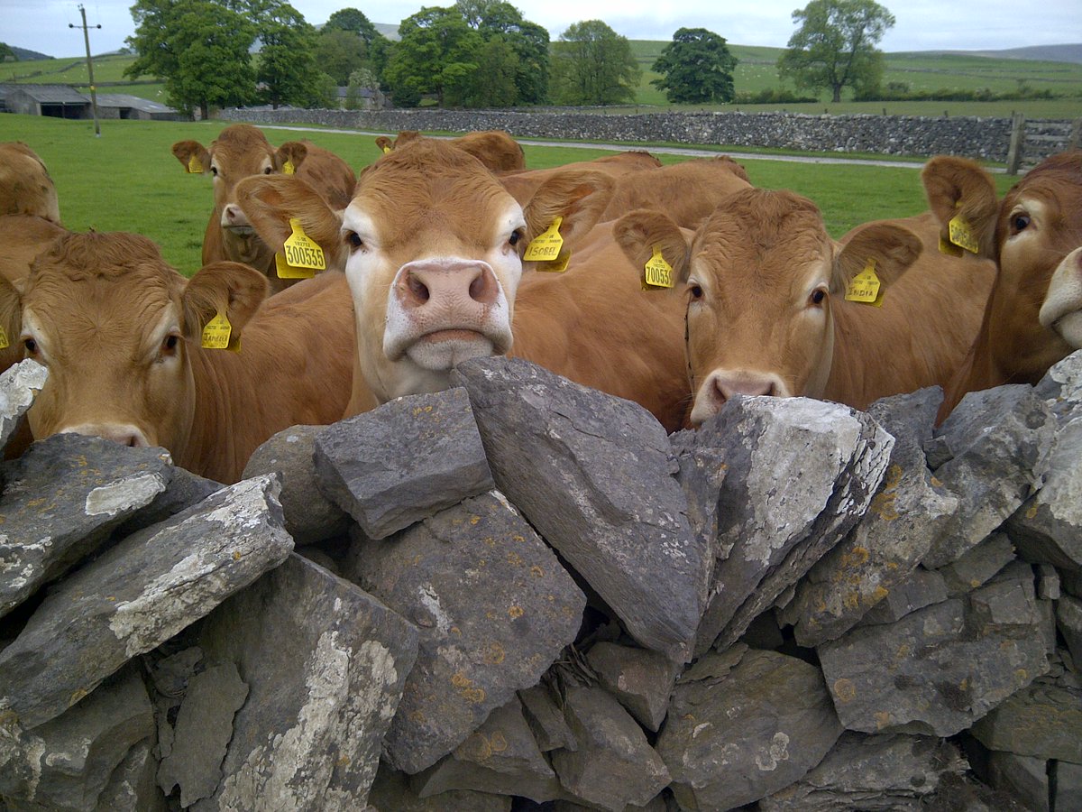 hodder_showcow's tweet photo. #BackBritishFarming  
these are my nosey neighbours.. great bunch of girls 
#limousins  🇬🇧🐮🐮 https://t.co/uVr8R7Cxyt