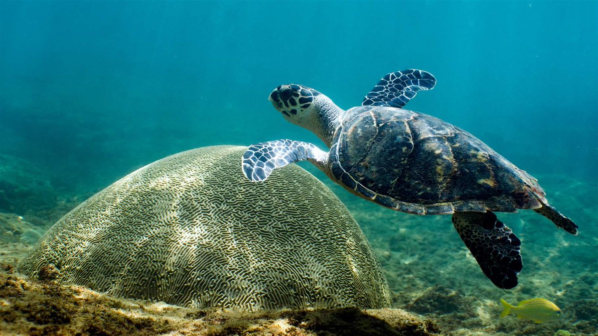 pewenvironment's tweet photo. Western Puerto Rico boasts colorful corals, lush mangroves, abundant wildlife, and more. The need for safeguards is clear. https://t.co/zprSsPCARW https://t.co/Md6SN9ZnwH