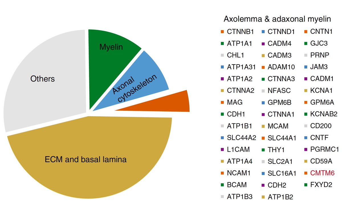 3/10 Adapting protocols from the CNS we biochemically enriched the interface of axons & SCs. Together with  @TenzerLab we used  #quantitativeproteomics to investigate the axogliasome-enriched fraction. Among others, we found the transmembrane protein CMTM6 & investigated its role.