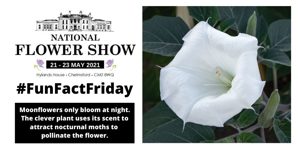 📢FUN FACT FRIDAY📢 Did you know that Moonflowers only bloom at night? The clever plant uses its scent to attract nocturnal moths to pollinate the flower 🌑 nationalflowershow.co.uk #funfactfriday #moonflower