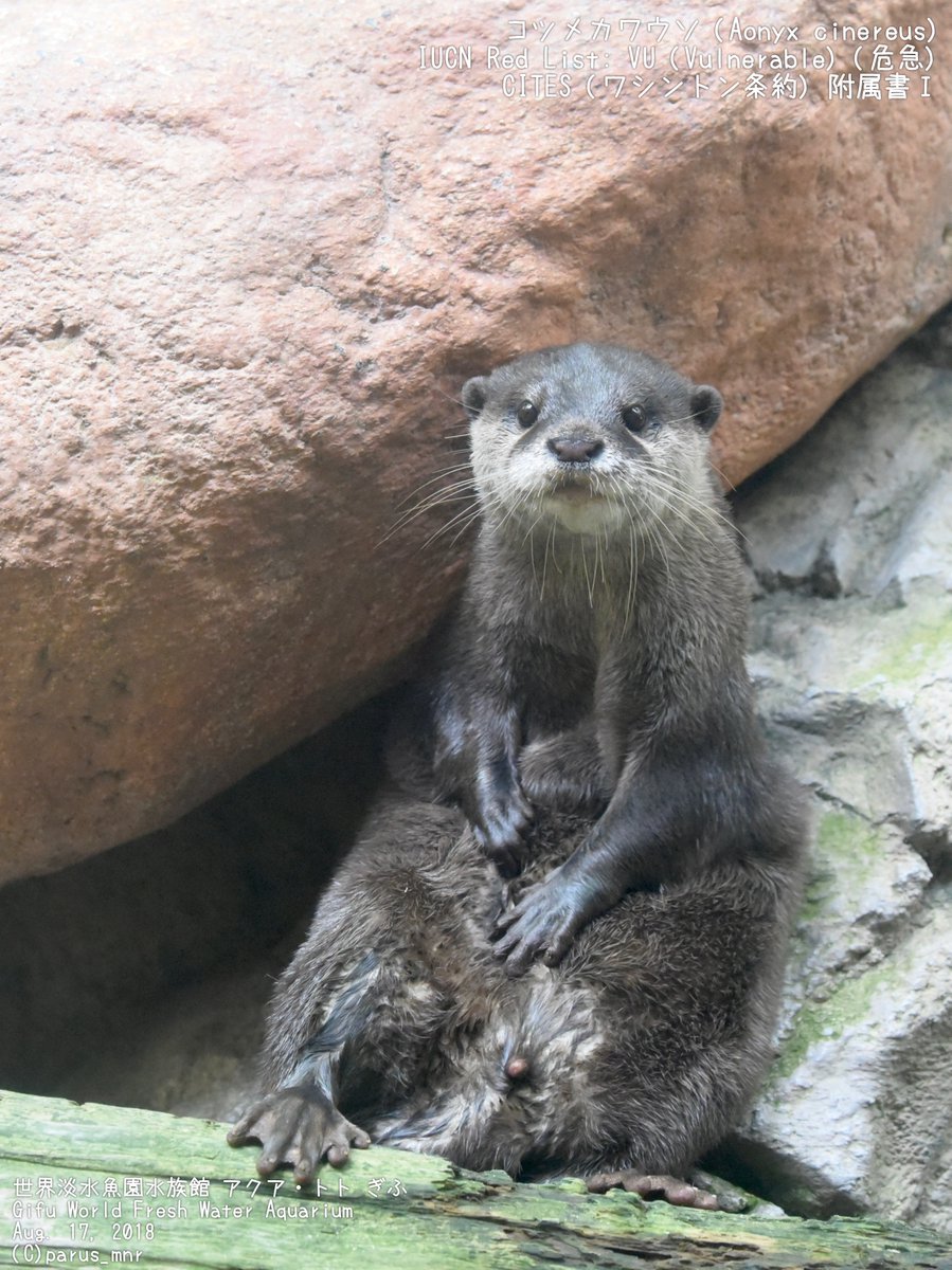 Parus (@parus_mnr) / Posts / X