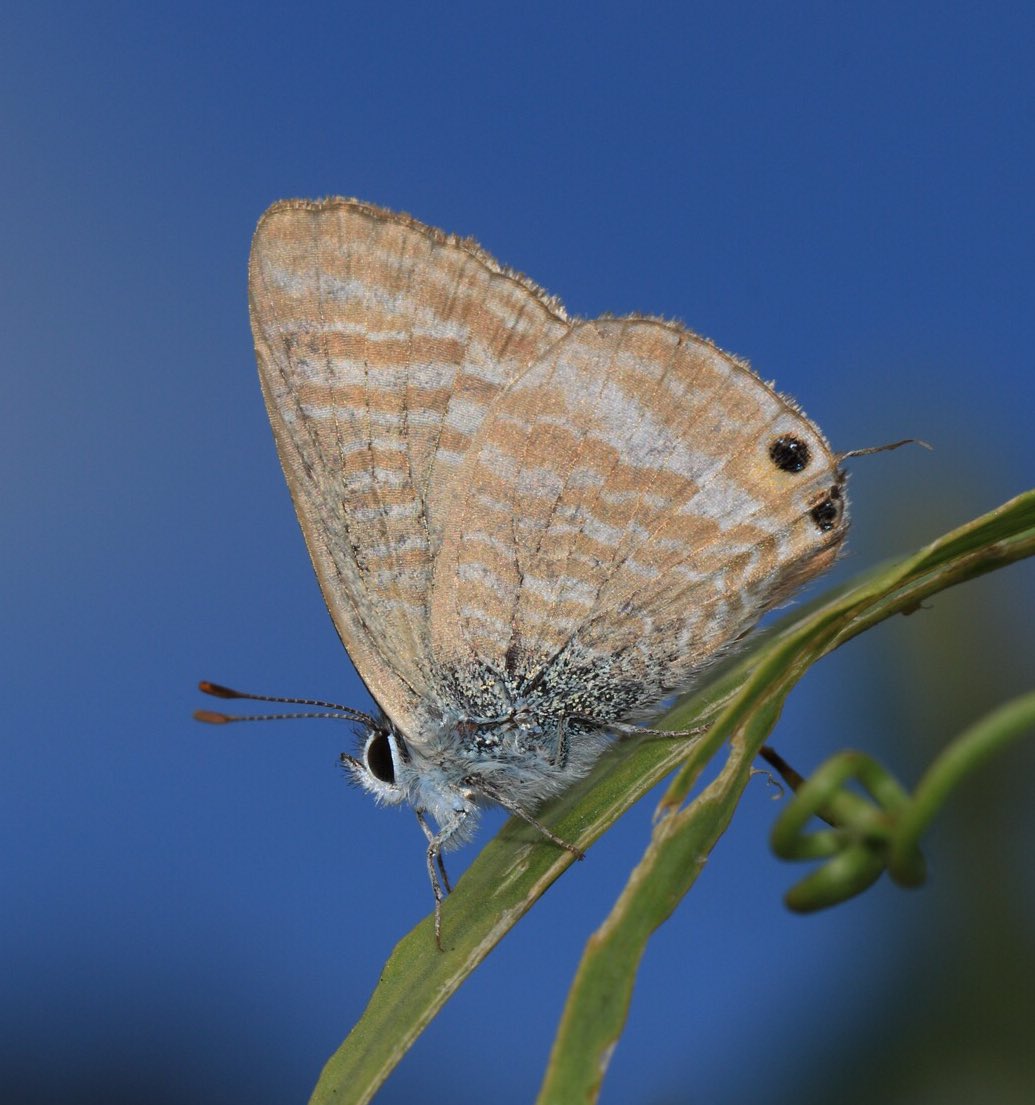 Wayne NSL Butterflies tweet media