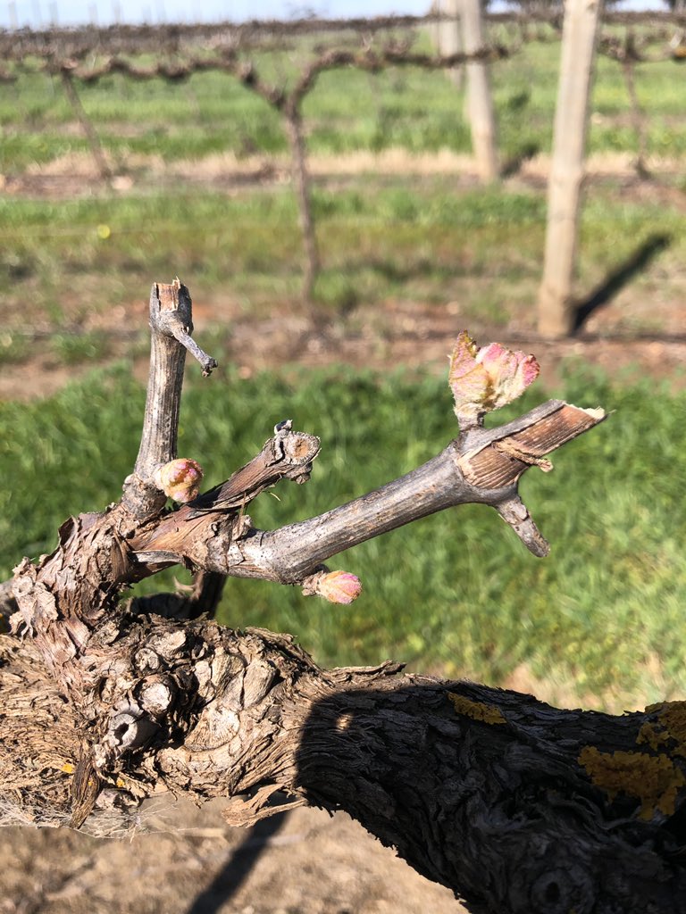 Our Riesling vines coming to life. #spring #riesling #clarevalleysa #clarevalleywine