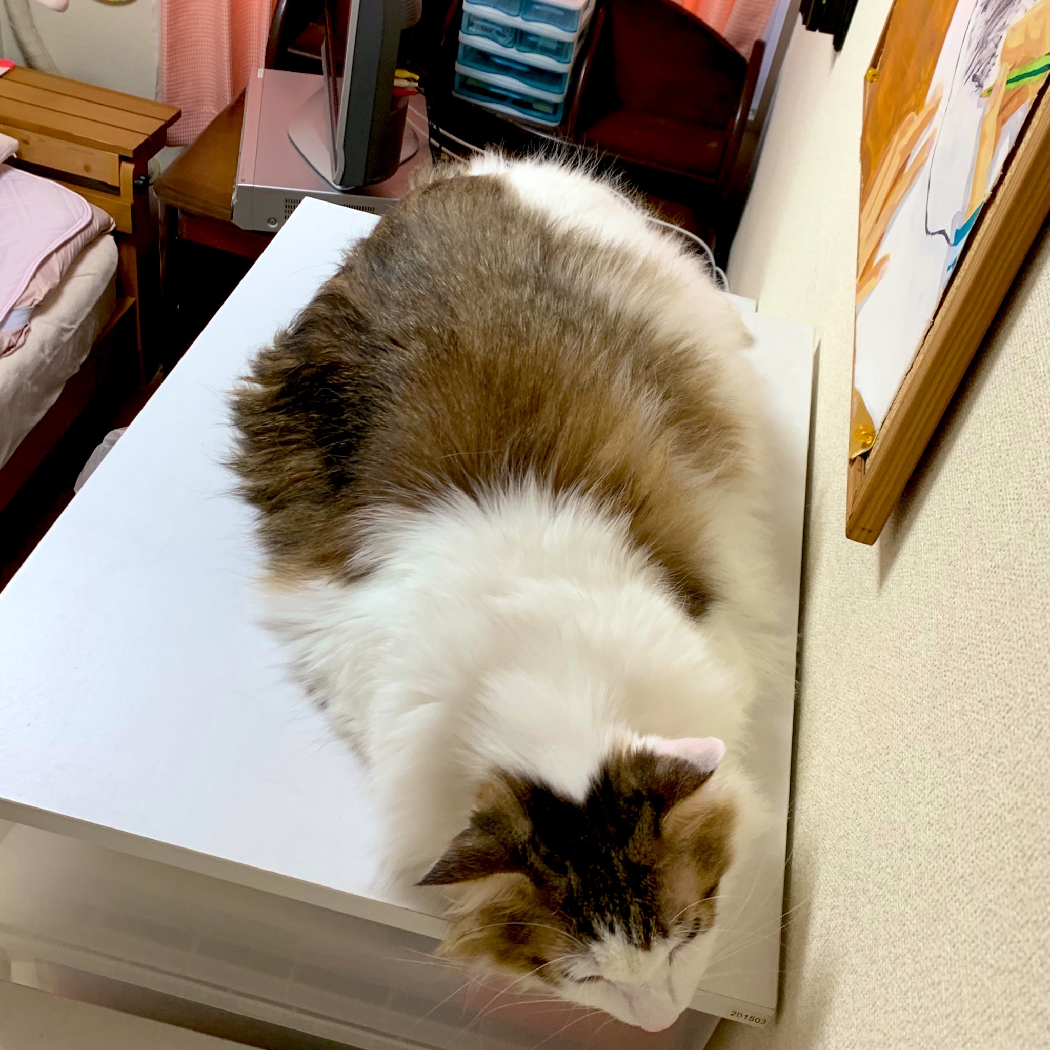 ニャンコスキー 我が家のツチノコ 液体ネコ 猫 メインクーン 小太郎 猫は液体 T Co Efbxtisnbh Twitter