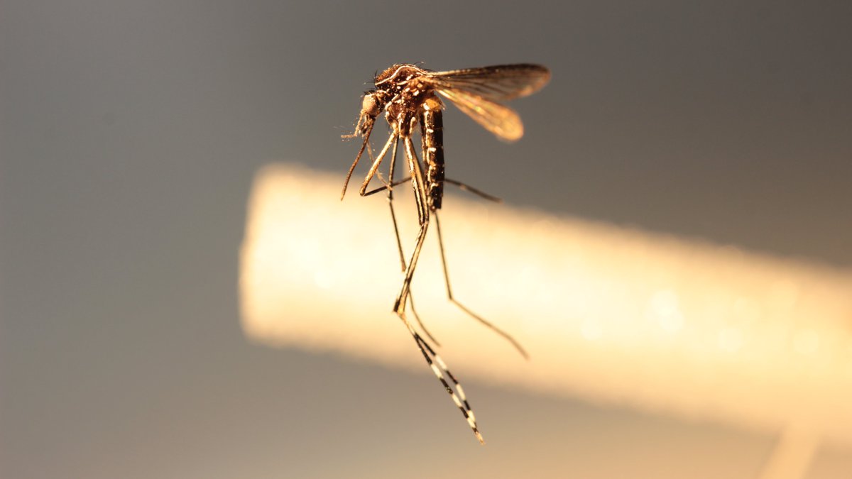 Mozziebites's tweet photo. This is a rarely seen mosquito around Sydney that is easily confused with the common backyard mosquito (Aedes notoscriptus); Aedes mallochi is closely associated with water-filled tree holes and rarely ever a pest or public health concern #mozziesofsydney 🔬🦟 https://t.co/TjawzK7krW
