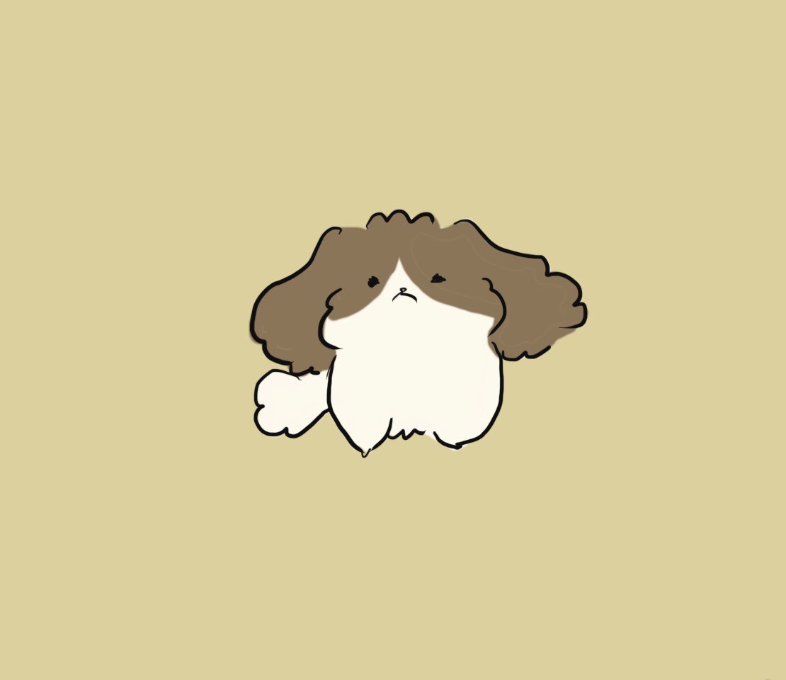 iritomon's tweet photo. #シーズー https://t.co/Mvt7GUD43z