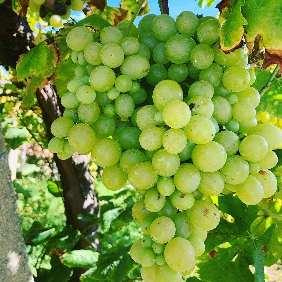 Uva de mesa 🍇 by <a href="/AsSeteCampas/">As Sete Campás</a>
• • • • • •
  #cosecha2020🍷