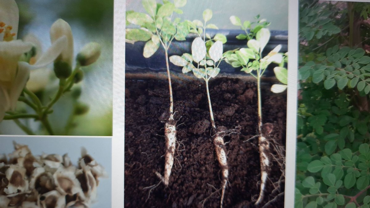 Celebramos el #DiaMundialDeLaAgricultura apostando por el desarrollo y la inclusión de especies vegetales altamente nutritivas, como la #moringa que pueden ayudar además en la recuperación de zonas de medianías abandonadas en #IslasCanarias gracias a su adaptación a suelos pobres