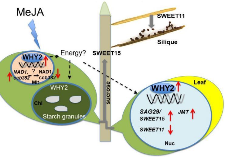 PlantPhys's tweet image. Triple-localized WHIRLY2 influences leaf senescence and silique development via carbon allocation #FruitDevelopment #Ethylene #Jasmonates #Mitochondria #SWEETfamily #PlantBiology #PlantSci buff.ly/2FhmsTK