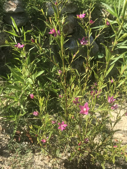 サザンクロスの花の育て方 開花時期はいつ 冬越しの方法や管理の注意点を解説 Kurashi No