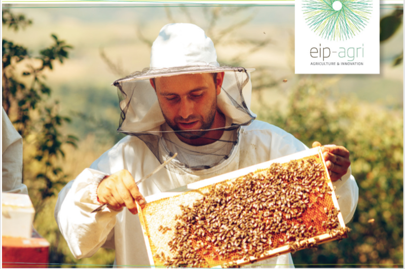 poshbee_eu's tweet photo. 🎉PoshBee is in the EIP-AGRI’s Focus Group on 🐝 health &amp; sustainable #beekeeping final report &amp; in the Sept. 2020 EIP-AGRI Newsletter.
EIP-AGRI FG Report ⤵️ https://t.co/yPNxU6LFKI
More of @EIPAGRI_SP latest news in #agriculture and #forestry innovation➡️https://t.co/g7JWW6QFar https://t.co/HqCNoWNAL1