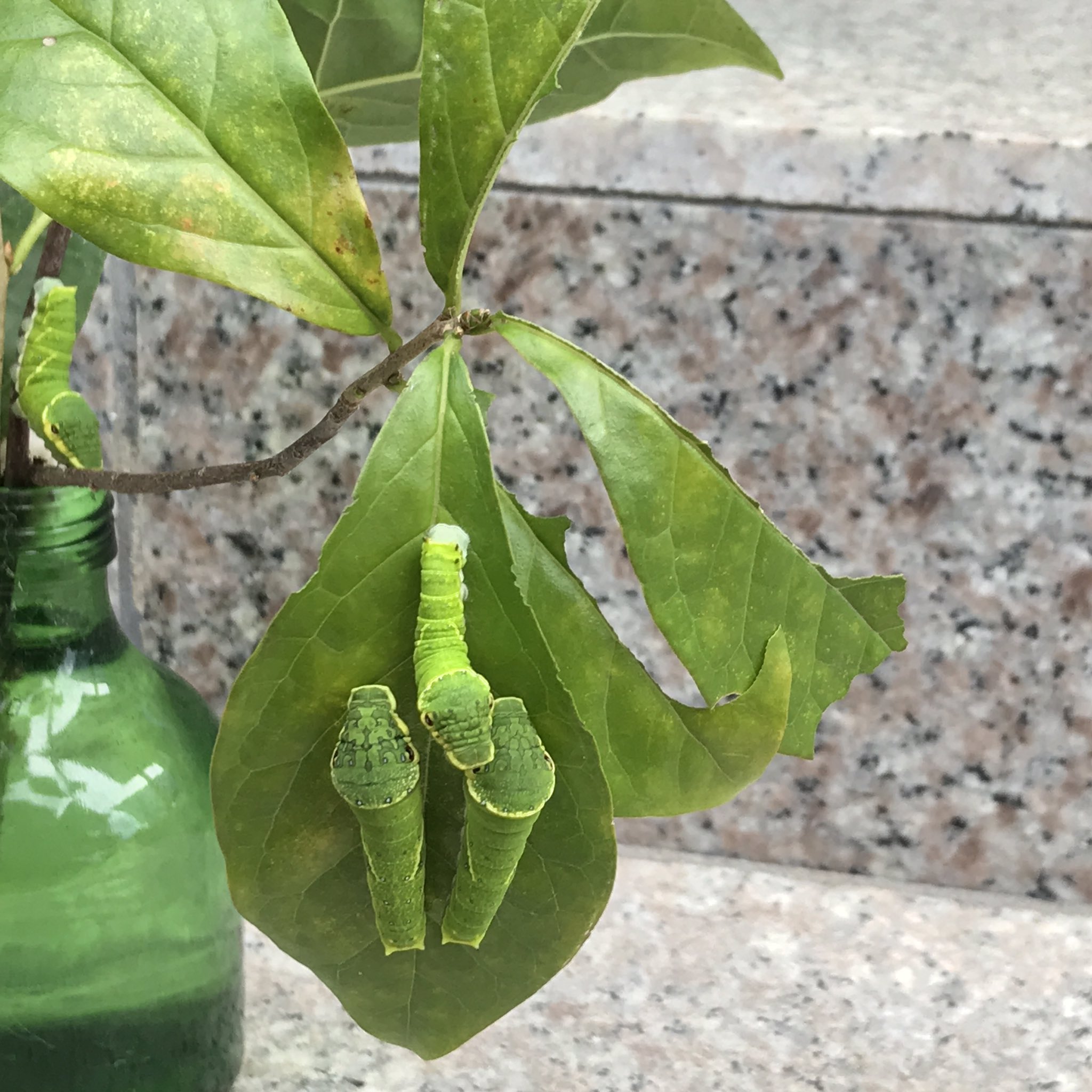 カラスザンショウ 枝付き葉っぱ アゲハチョウ幼虫の餌 300