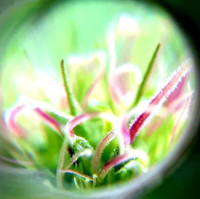 “Posted byu/-SURG3
#cannabis #canakush #marijuanastrains
Pretty in Pink” buff.ly/2TTd91j