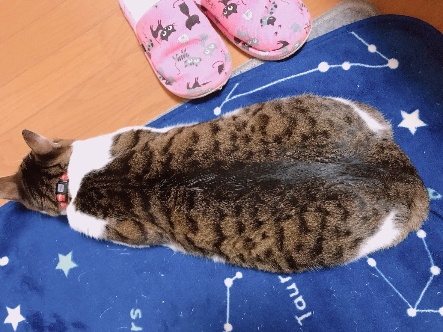 ニャンコスキー 我が家のツチノコ 液体ネコ 猫 メインクーン 小太郎 猫は液体 T Co Efbxtisnbh Twitter