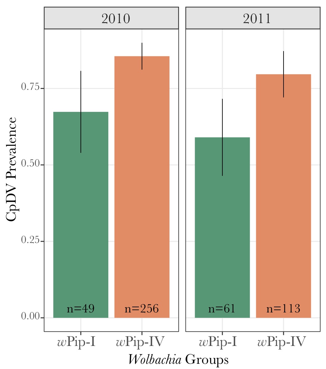 In the sites, where both wPip groups and CpDV coexisted (same ecological conditions & same chance to get CpDV infection)- Larvae with wPipIV were more likely to have CpDV - & we observed a positive correlation between wPip and CpDV amounts (but no effect of wPip group on this)