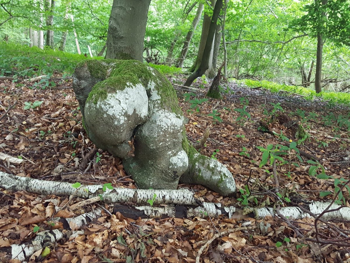 What do you see?! A natural sculpture formed by a common beech tree (Fagus sylvatica)- we reckon it looks like a rather beefy male character walking. Seen surveying W12 #NVC woodland in the Chilterns. #Woodland #ArtInNature