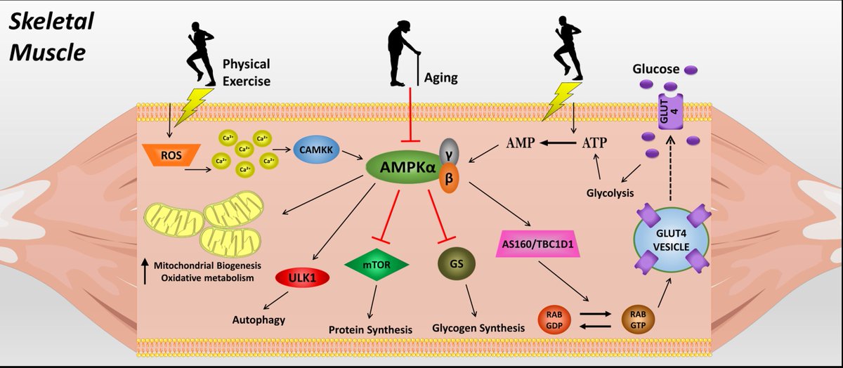 Journal of Rehabilitation Therapy (@j_of_rehab) on Twitter photo Latest Publication:
Exercise activates AMPK signaling: Impact on glucose uptake in the skeletal muscle in aging
rehabiljournal.com/articles/exerc…
By: Renan Fudoli Lins Vieira, Rafael Lima Junqueira, Rafael C Gaspar, Vitor R Muñoz, José R Pauli
University of Campinas <a href="/unicampoficial/">unicampoficial</a> Brazil Latest Publication:
Exercise activates AMPK signaling: Impact on glucose uptake in the skeletal muscle in aging
rehabiljournal.com/articles/exerc…
By: Renan Fudoli Lins Vieira, Rafael Lima Junqueira, Rafael C Gaspar, Vitor R Muñoz, José R Pauli
University of Campinas <a href="/unicampoficial/">unicampoficial</a> Brazil