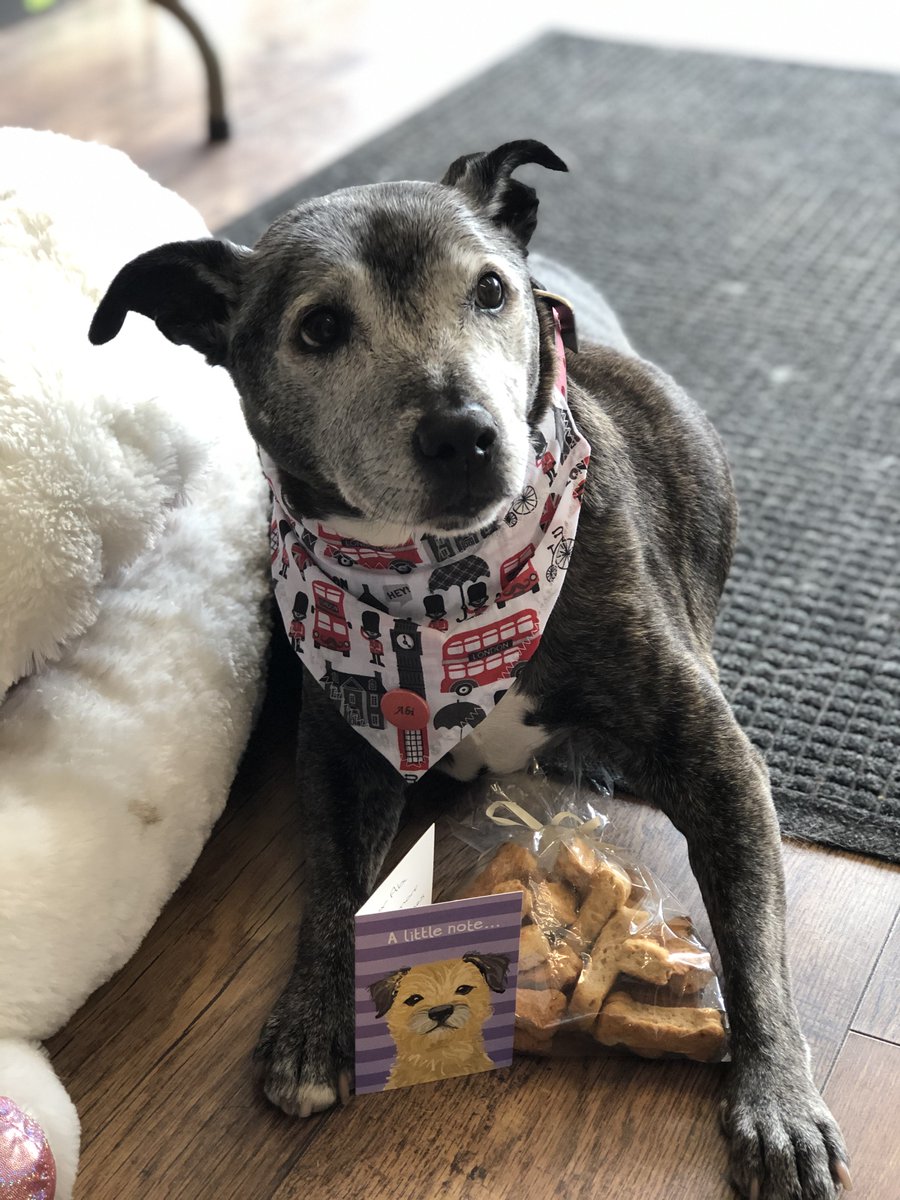 All Dogs Matter (@alldogsmatter) on Twitter photo <a href="/AbiTheStaffie/">Abi the Staffie</a> would like to say a huge thank you to <a href="/MerlynStaffie/">Merlyn the little blue Angel staffie 🌸</a> for gifting her with this lovely London themed Bandana and yummy treats😋 <a href="/AbiTheStaffie/">Abi the Staffie</a> would like to say a huge thank you to <a href="/MerlynStaffie/">Merlyn the little blue Angel staffie 🌸</a> for gifting her with this lovely London themed Bandana and yummy treats😋