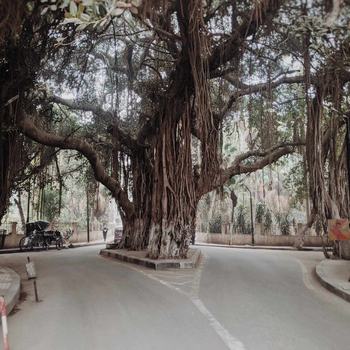 Zamalek's Banyan Tree Rooted in History

foulforafool.com/post/zamalek-s…