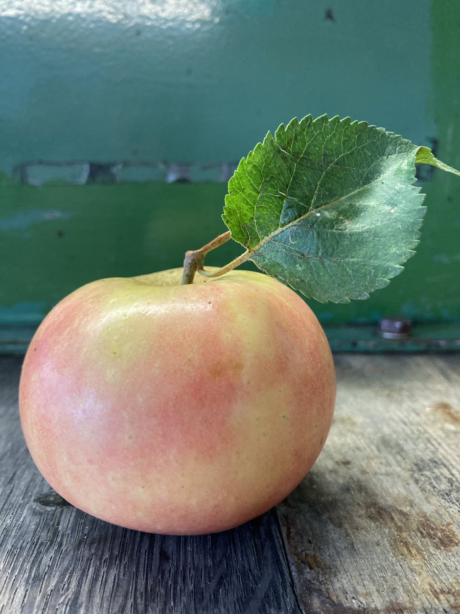 yorkshireapples's tweet photo. Some apples are just beautiful 💚 such lovely subtle colours.
We see lots of different apples of all shapes, sizes and colours but I thought this one was stunning.
#loveapples #britishapples #applepressing #beautifulapple #apples #backbritishfarming #greatbritishapples https://t.co/xjjNsE2bDA