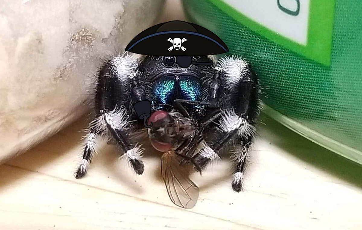 ARRRR MATEYS! It's time for another #SpidersInHats feature! Apparently, this little pirate is hand-fed zapped flies...probably because it needs a hand with that tricky hook it has. Fantastic shot sent in by a friend!
