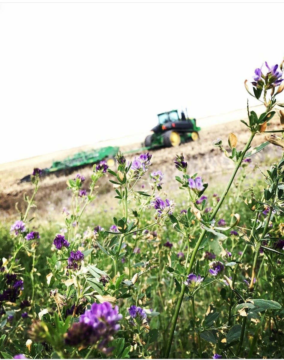 FarmGrass's tweet photo. #Whengirlsdrivetractors. Seriously though, what a beautiful photo! Photo credit: vondilawipf https://t.co/SrD4hF6nyT