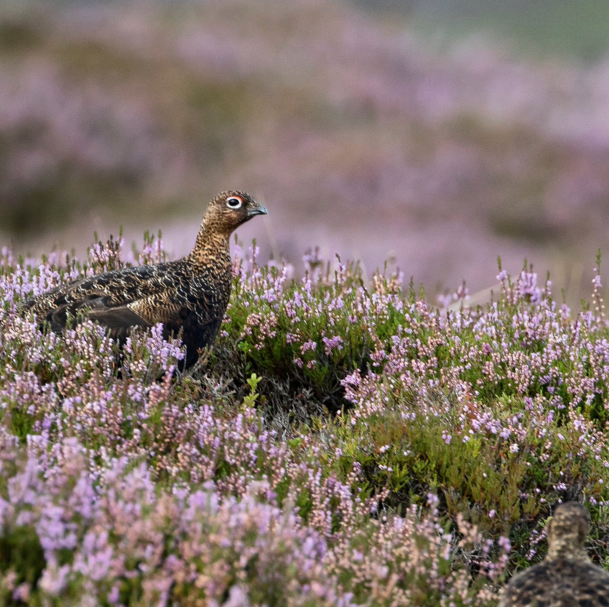 Red grouse in the Highland heather #redgrouse #scotland #highlands #nature #naturephotography #naturephoto #canonphotography #ukwildlife #wildlifephotography #beautiful #birds #birdphotography #birdphoto
<a href="/canonuk/">Sandra</a> @Bbccountryfile <a href="/Bbcearth/">BBC Earth</a>
<a href="/canonuk/">Sandra</a> <a href="/wildlifemag/">BBC Wildlife</a> <a href="/bbcspringwatch/">BBC Springwatch</a>