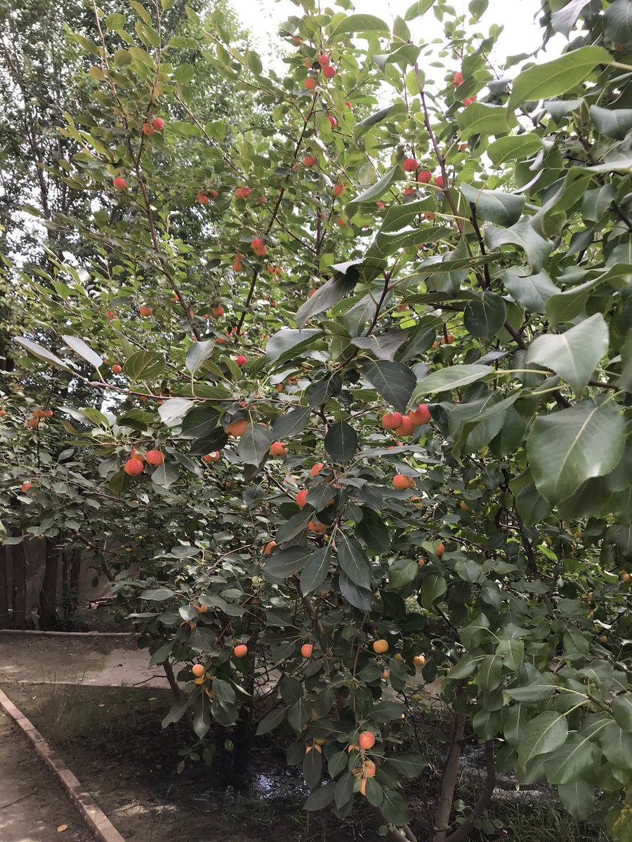 Монголдоо анх лийр ургуулж 10 дахь жилдээ. Ноднин 30 кг авсан, энэ жил хаврын хүчтэй салхинд цэцэг нь унаснаас жимс нэлээн алдсан ч одоогоор 20 кг авсан бна. Жил ирэх тусам мод нь саглагар өндөр, лийр томорч атга дүүрч бна. Лийр болон бусад жимс мод цэцэг яг өнөөдөр. Намрын амт🍐