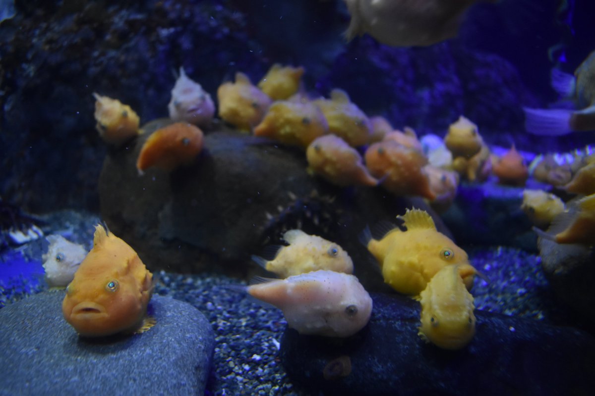 宮丸トク בטוויטר 年9月9日の新江ノ島水族館 この中にコンペイトウという魚が1匹だけいるとかいう噂がありますが 残念ながら自分には全然わかりませんでした 新江ノ島水族館 フウセンウオ