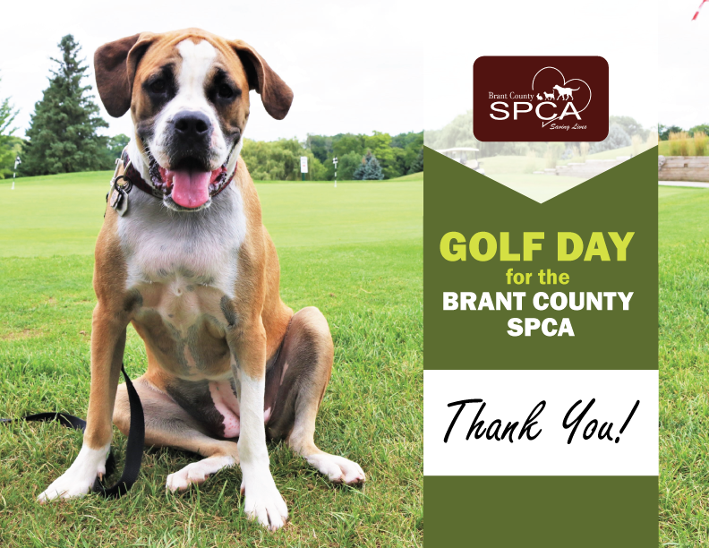 brant county spca dogs for adoption