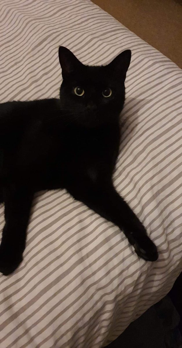 LucifurLast's tweet photo. Mum was home late last night. Which means my dinner was late. Also my treat was late. Also my glaring at mum session was late. This is simply not good enough and I shan't stand for it! #Browl #blackcatsrule #keighleycatcare #catsoftwitter #panfursquad https://t.co/PXW4MggHh6