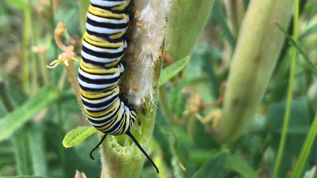 We spotted a monarch caterpillar at PrintForest hanging out upside-down munching on one of our milkweed plants. 🦋

#monarchbutterfly #monarchwatch
