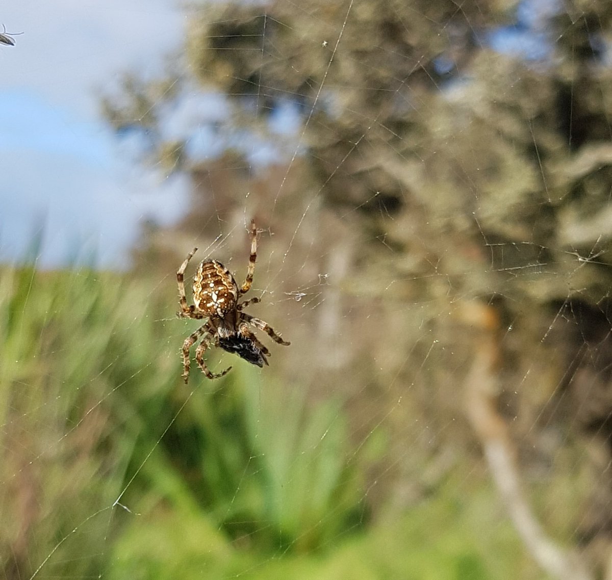 Just done a <a href="/BASSurveys/">BAS Surveys</a> #GardenSpiderDensitySurvey
Found 8 Garden Spiders along a stretch of hedgerow. Most webs were on Marsh Thistle &amp; really difficult to photograph in the wind 🌬🕸🕷