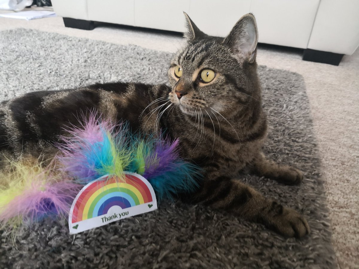 sazastrawberry's tweet photo. #VIPrainbow @PetsatHome ๐๐๐ Dodger aged 11 https://t.co/02OmoohXst