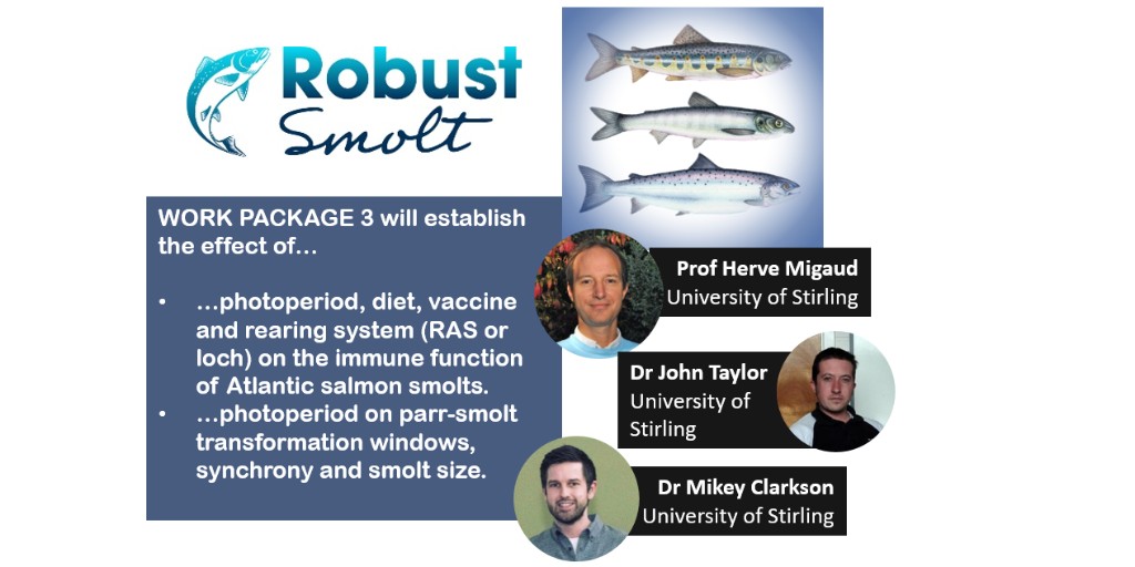 .<a href="/RobustSmolt/">RobustSmolt</a> is...

RESEARCH PACKAGE 3: Led by <a href="/HMigaud/">Herve Migaud</a> &amp; John Taylor with #ECR <a href="/MikeyClarkson1/">Mikey Clarkson</a> <a href="/IoAStirling/">Institute of Aquaculture</a> studying how #light, #diet &amp; #vaccines in #recirculating #aquaculture #systems effect #salmon #smolt health &amp; physiology 💡🐟

More info 👉 bit.ly/32XgvU1