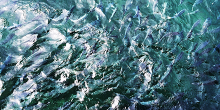 MSCpechedurable's tweet photo. Notre objectif pour 2030? 

Plus d'un tiers des captures #marines mondiales certifiées ou engagées d’ici 2030. 🐟

Le programme MSC est un catalyseur important d’améliorations pour la gestion des #pêcheries et la #transformation du marché. https://t.co/72cG6EQlqH