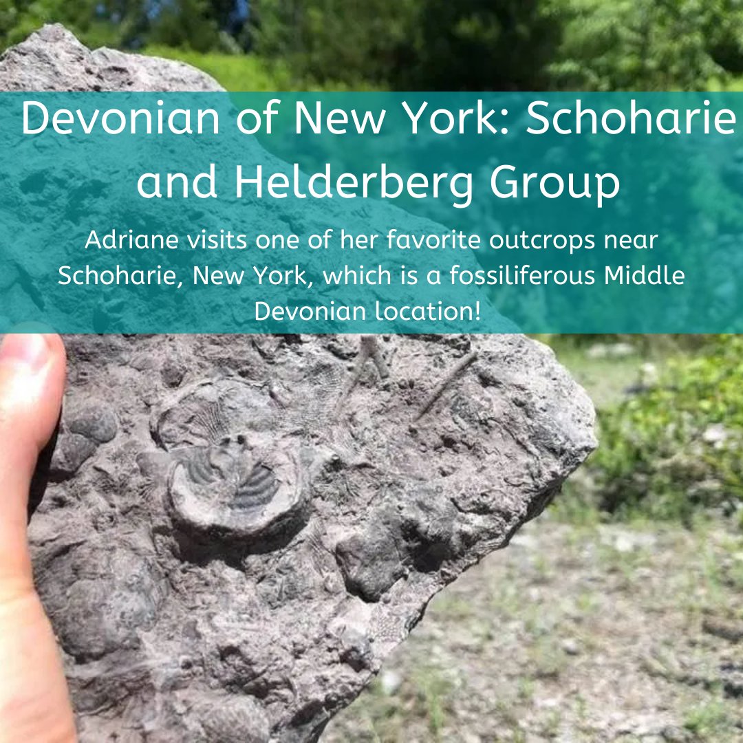 TimeScavengers's tweet image. In this #FieldExcursion, Adriane discusses an outcrop she visited near Schoharie, New York! This fantastic location is full of #fossils and is family-friendly! Read more about this site at  bit.ly/Helderberg_NY