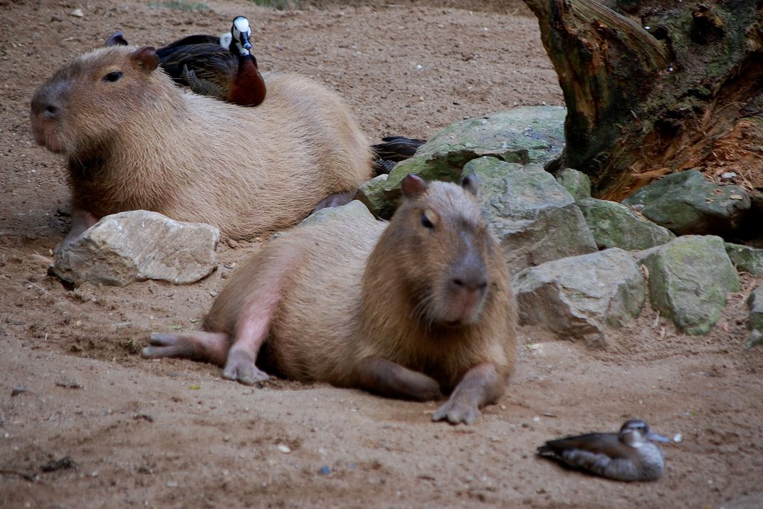 Trying to think up something fun to tweet this morning... how about capybaras making friends with any animal they meet? 