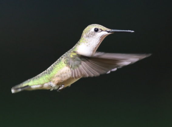 The Outdoor Wire tweet media