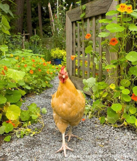 L0CXS9's tweet photo. a dona                             // o animal https://t.co/NvNSBzfxoM