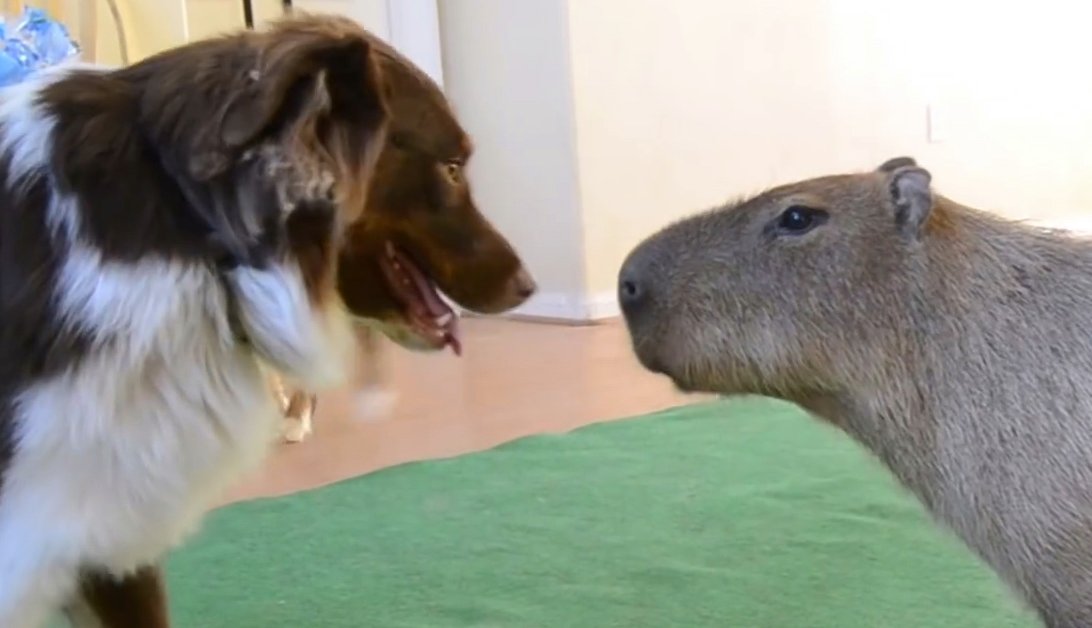 But wait... there's more! 