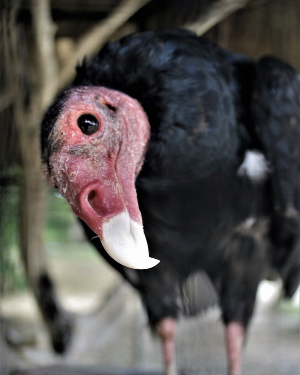 zoodomrd's tweet photo. #ELLLAMADODEATENCIÓN El Aura o Maura (Cathartes aura) único buitre reportado en la isla, es un regulador ecológico, pues como se alimenta de animales muertos, elimina grandes cantidades de cadáveres que podrían afectar nuestra salud. https://t.co/0gyGBztaky