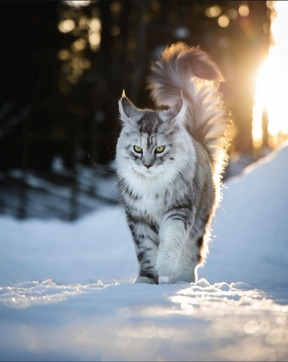 Kaspiann1's tweet photo. Definitivamente deseo un gato como estos. 😍😘🐱🐈 https://t.co/1lznwgFCXD