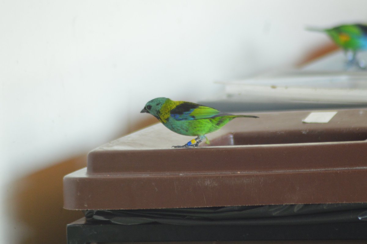 Agri_Birds's tweet photo. I´m participating of #CitSci2020 #ECSA2020. This is a nice opportunity to analyse the steps of my #CitizenScience project in #Brazil. Now I´m more confident that I´m in the right way. Knowledge improved😀! Thank you 3º ECSA 
https://t.co/ARgsTJCo4e
https://t.co/U7eoI7yVZ1 https://t.co/MkmpuF9REl